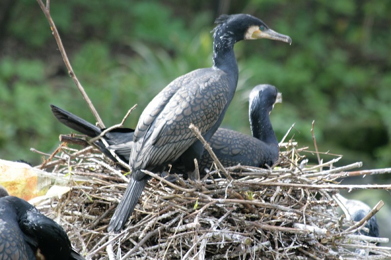 Fotoclubje Blijdorp 2008-56.jpg